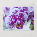 Search for orchids postcards Purple