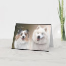 Search for samoyed cards Dog