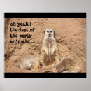 Search for meerkat posters Funny