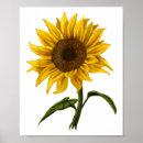 Search for sunshine flower posters Yellow