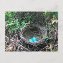 Search for robin egg postcards Eggs