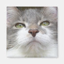 Search for gato magnets Feline