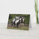 Search for gypsy vanner horse cards Running
