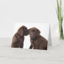 Search for chocolate labrador cards Animal