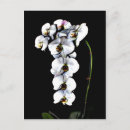 Search for white orchid postcards Orchids
