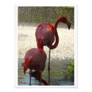 Search for flamingos art Sun