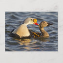 Search for arctic tundra postcards Wildlife