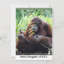 Search for orangutan cards Nature