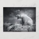 Search for white bear postcards Animal
