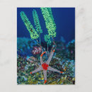 Search for echinoderms postcards Ocean