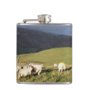 Search for sheep flasks Animals