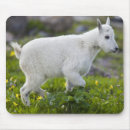 Search for logan mousepads Montana