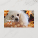 Search for poodle business cards Pets