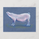 Search for swine postcards Hog
