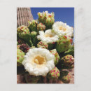 Search for giant flower postcards White
