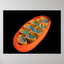 Search for animal cell posters Science