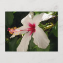Search for green hibiscus postcards Leaves