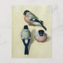 Search for bullfinches postcards Bird