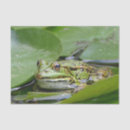 Search for frog tissue paper Nature