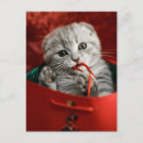 Search for scottish fold postcards Scotland