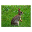 Search for cottontail art Wildlife photography