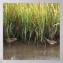 Search for two birds posters Wildlife