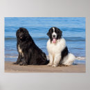 Search for newfoundland dog posters Black and white