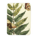 Search for butterfly magnets Black