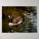 Search for waterfowl art Photography
