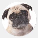 Search for cute pug stickers Funny