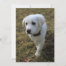 Search for lab photography Canine