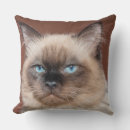 Search for house cat cushions Kitten