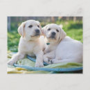 Search for yellow labrador retriever postcards Cute