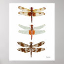 Search for species posters Nature