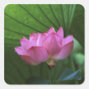 Search for lotus stickers Beauty