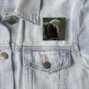 Search for bald badges Wildlife