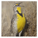 Search for western tiles Wildlife