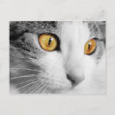 Search for yellow cat postcards I love cats