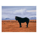Search for pony art Iceland