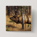 Search for elks badges Bugle