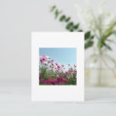 Search for back lit postcards Photography