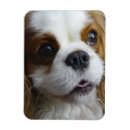 Search for blenheim magnets Cavalier
