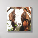 Search for brown goat art Nature