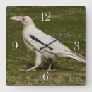 Search for leucistic Birds