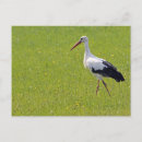 Search for storks postcards Bird