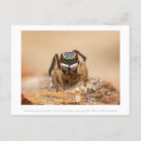 Search for macros postcards Nature