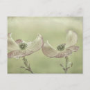 Search for washington spring postcards Usa