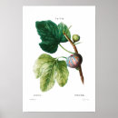 Search for figs posters Nature
