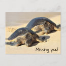 Search for sea creatures postcards Coastal
