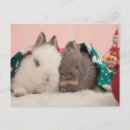 Search for affectionate postcards Mammal